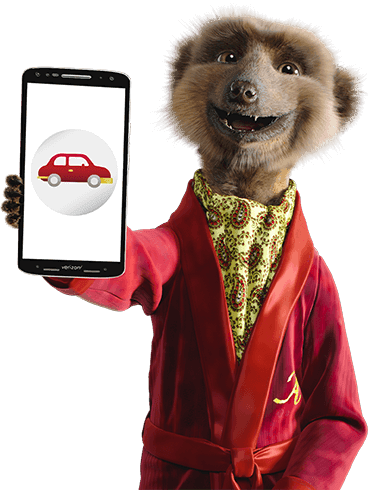 meerkat