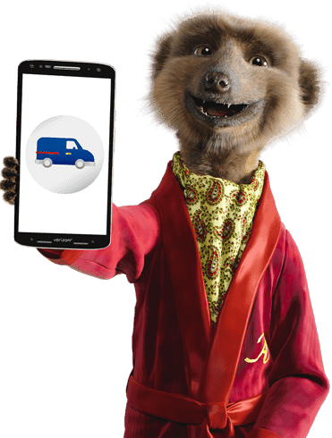 meerkat
